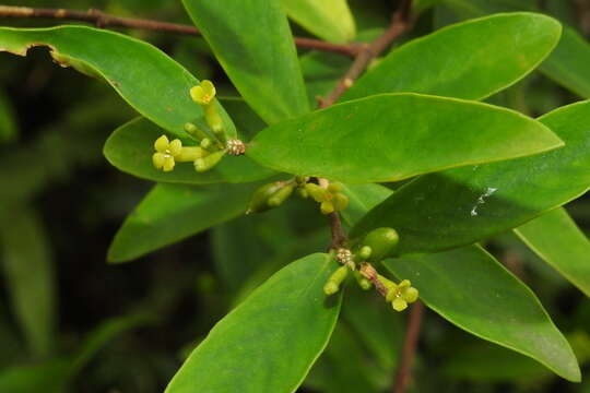 Image of Wikstroemia taiwanensis C. E. Chang