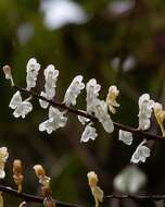 Image of Aerides ringens (Lindl.) C. E. C. Fisch.