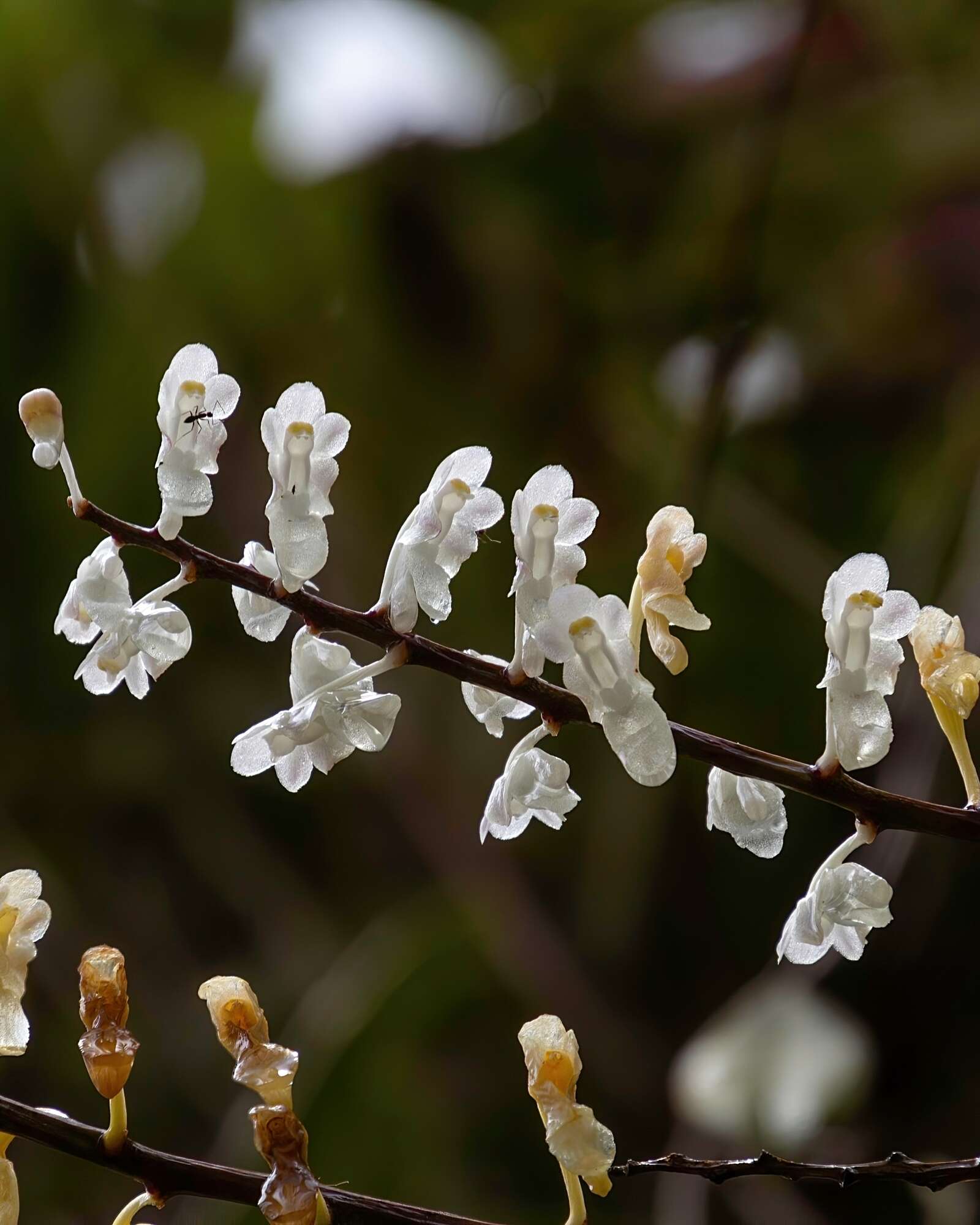 Image de Aerides ringens (Lindl.) C. E. C. Fisch.