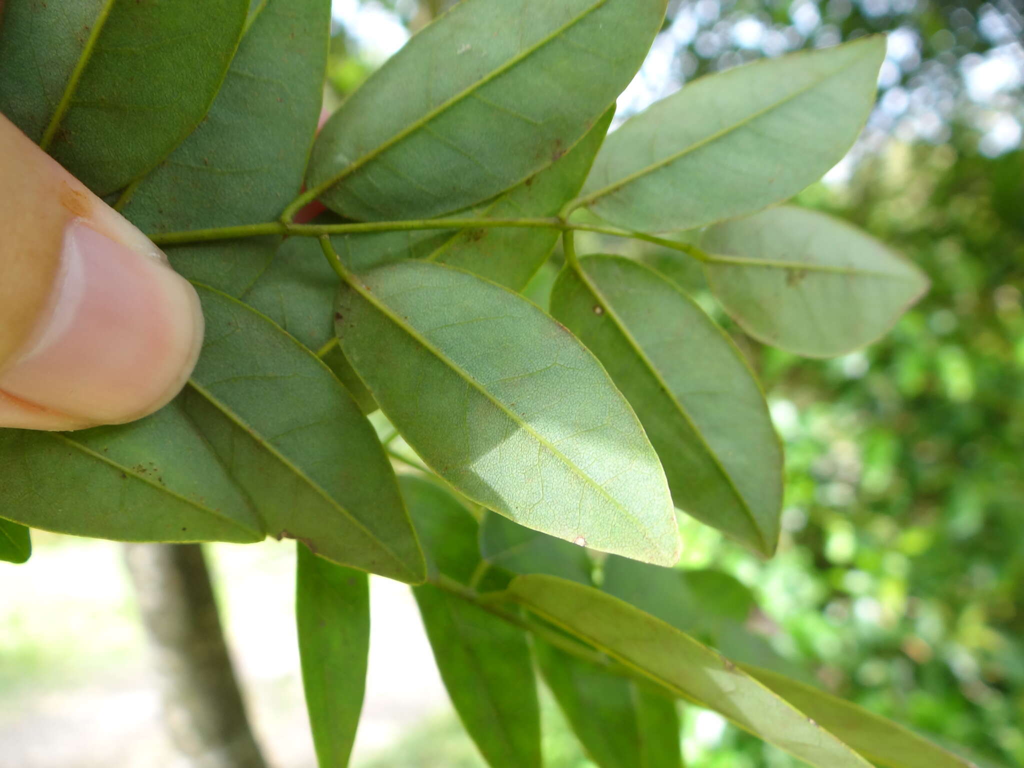 Imagem de Maackia taiwanensis H. Hoshi & H. Ohashi