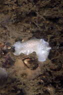 Image of white Atlantic cadlina