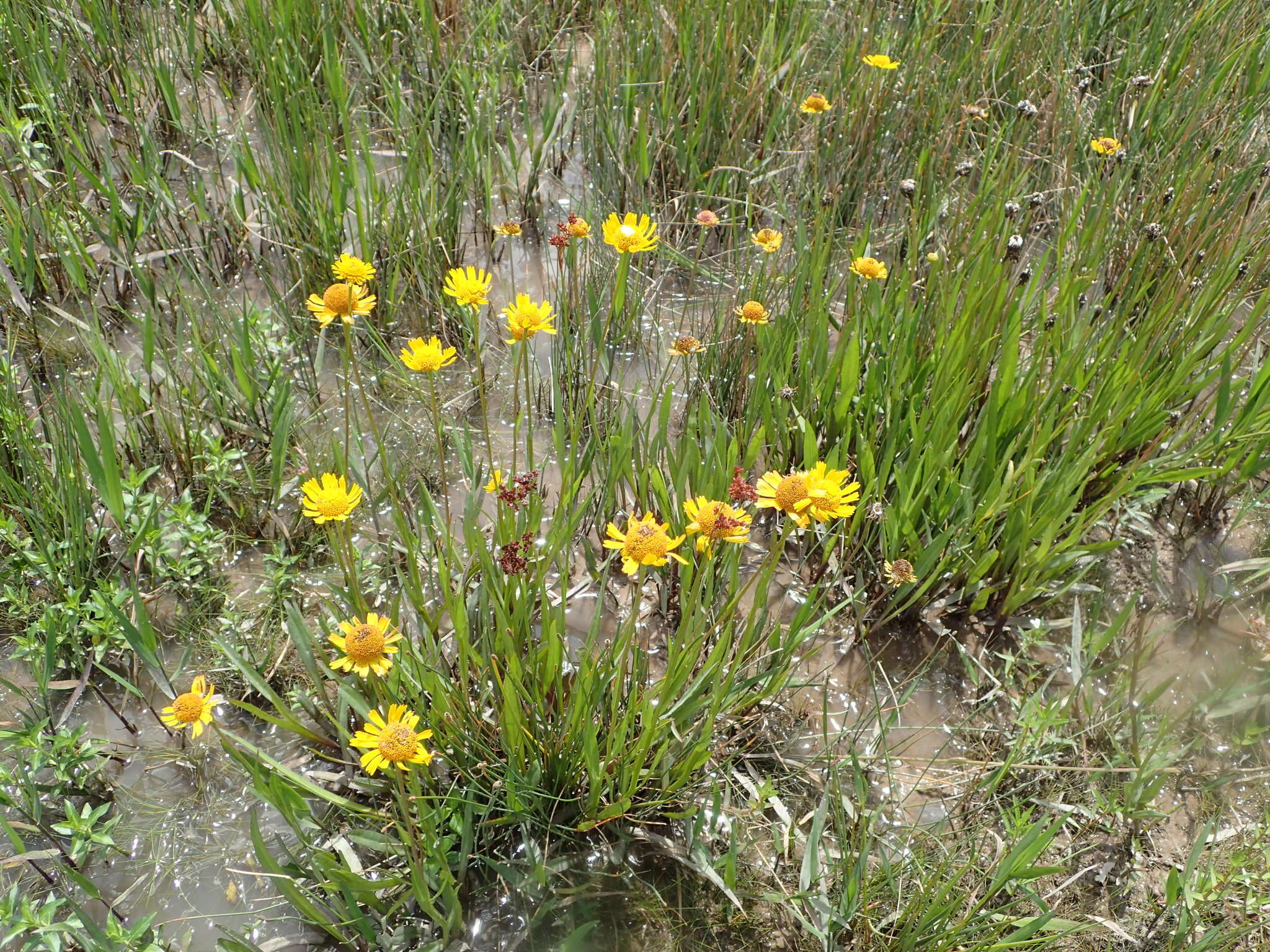 Imagem de Helenium drummondii H. Rock