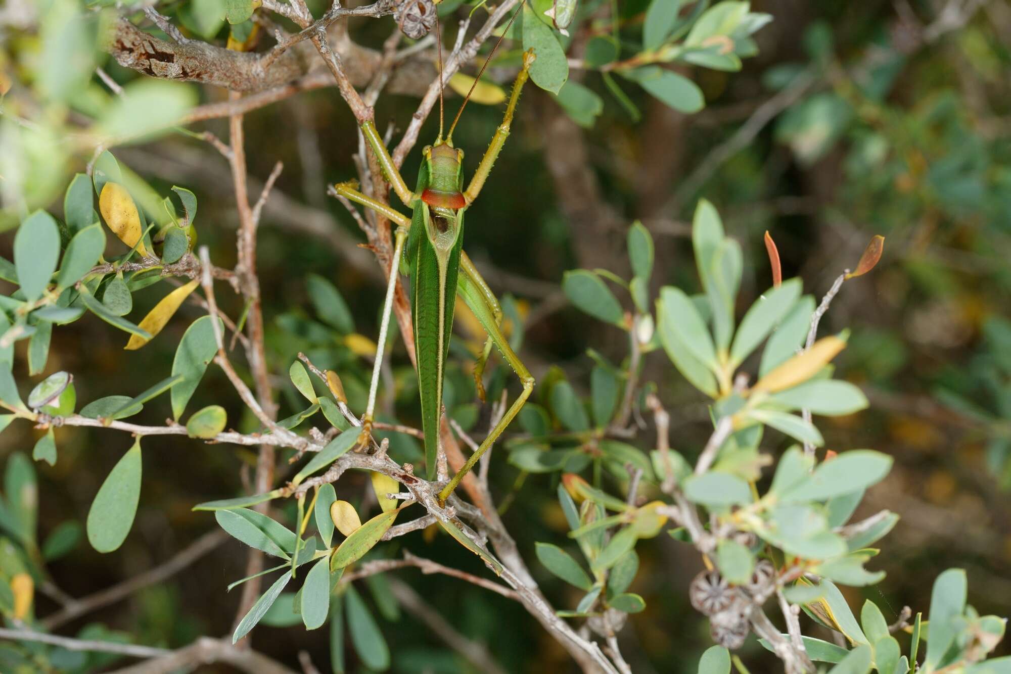 Image of Terpandrus calperum Rentz & D. C. F. 2001