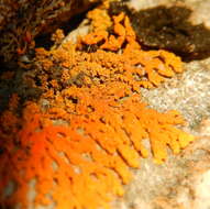 Imagem de Xanthoria sorediata (Vain.) Poelt