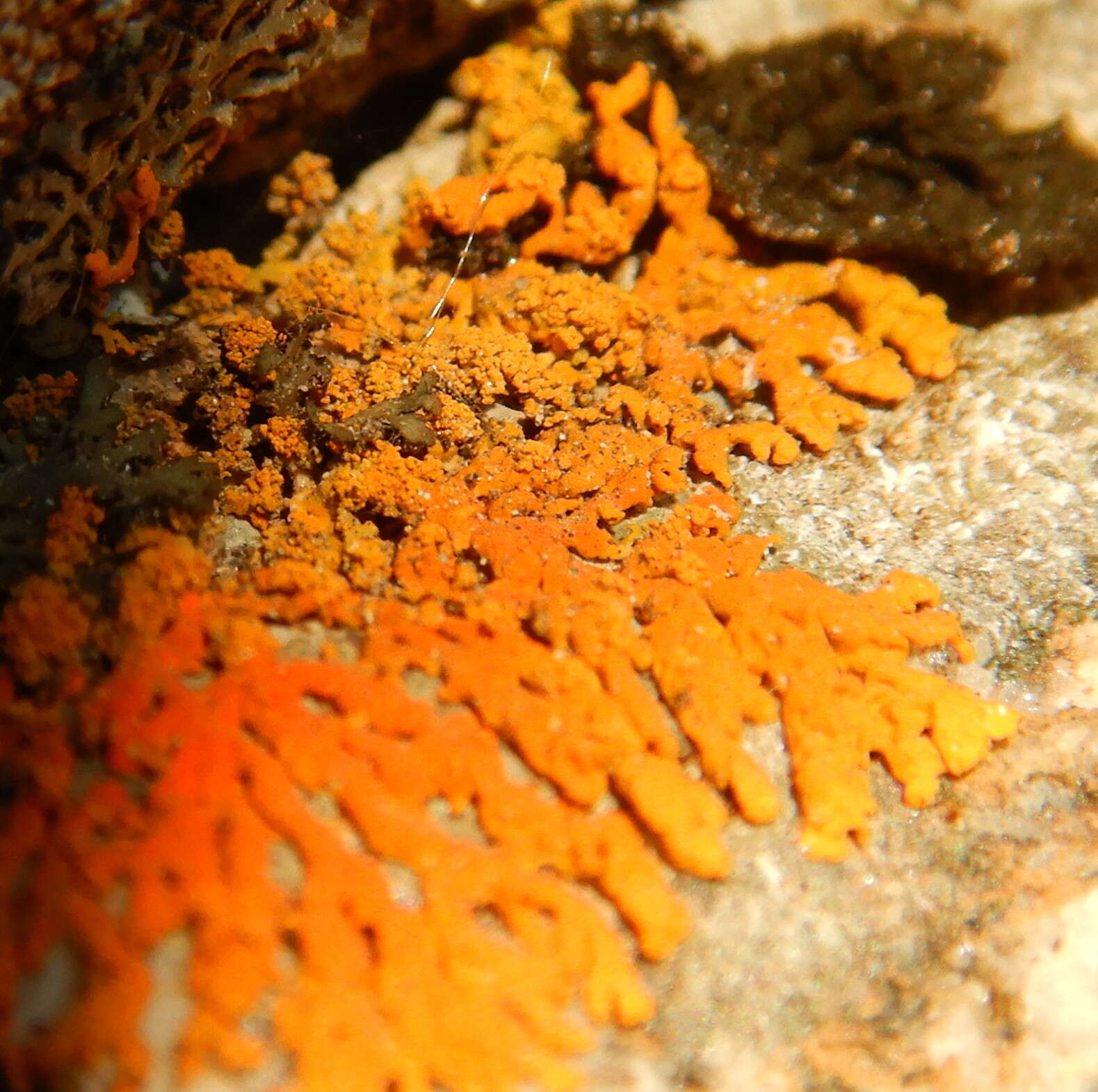 Image of orange wall lichen