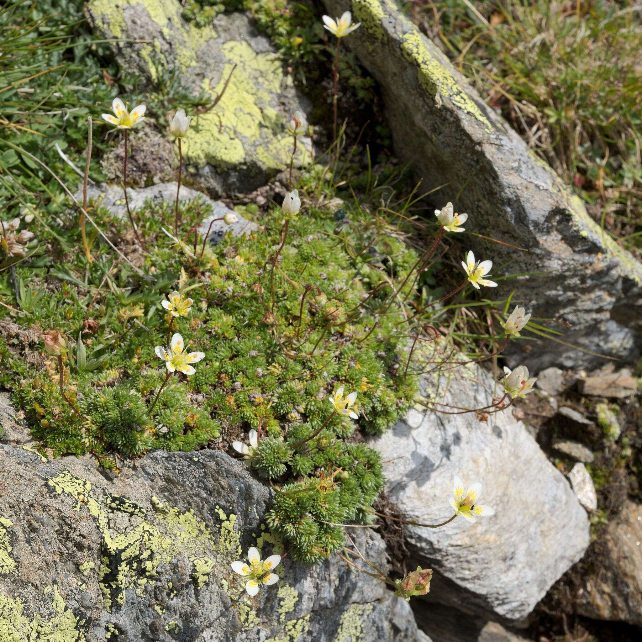 Слика од Saxifraga bryoides L.