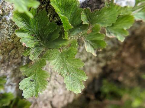 Vandenboschia auriculata (Bl.) Copel.的圖片