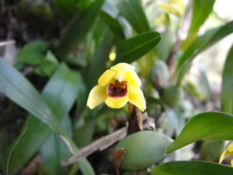 Imagem de Maxillaria variabilis Bateman ex Lindl.