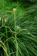 Image of Fritillaria thunbergii Miq.