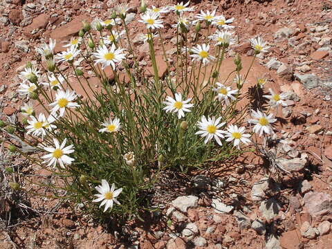 Image of Cronquist's woodyaster