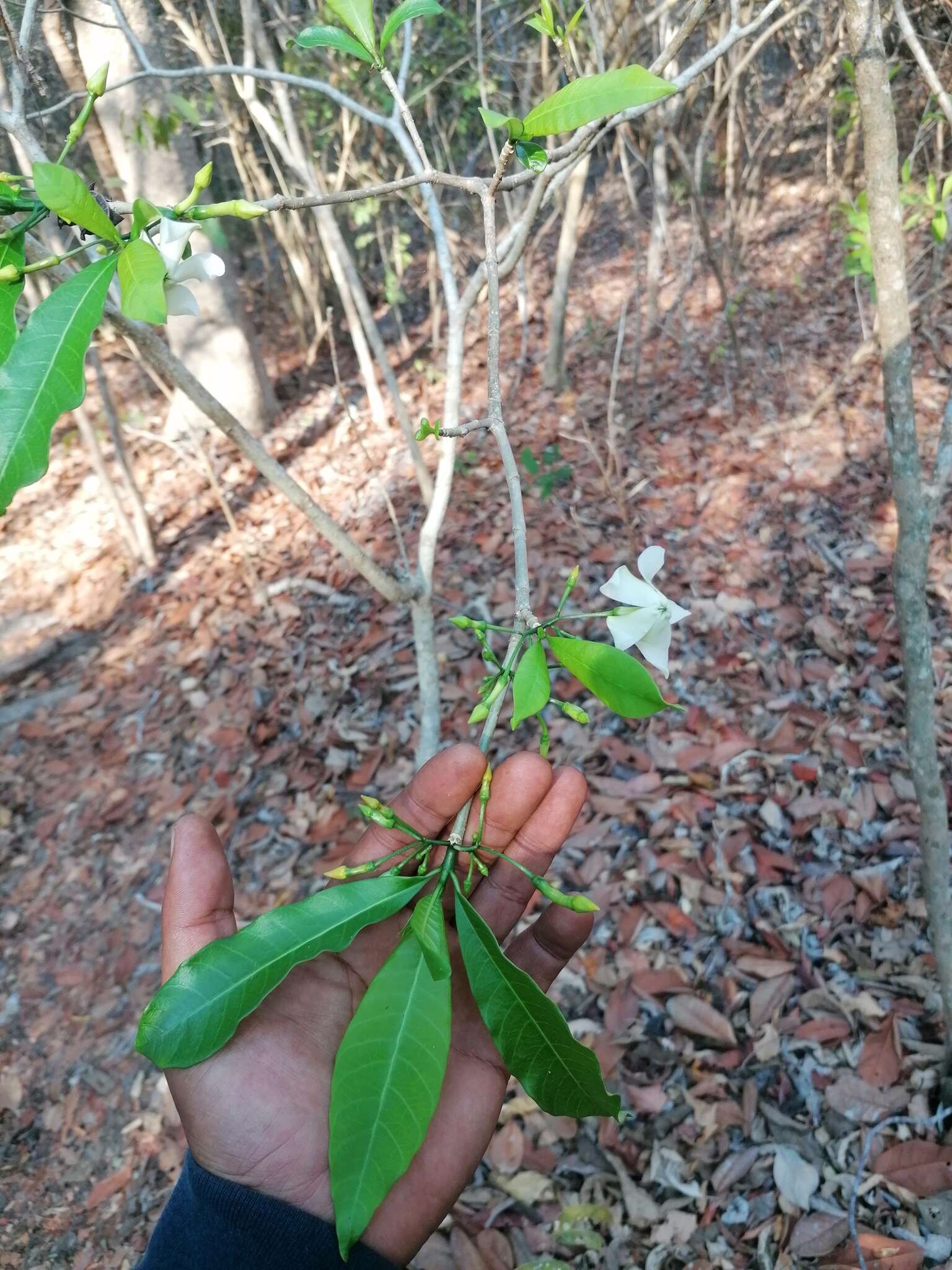 Image of Tabernaemontana amygdalifolia Jacq.