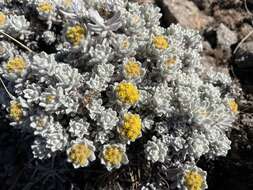 Image de Helichrysum trilineatum DC.