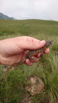 Image of Spiny Crag Lizard