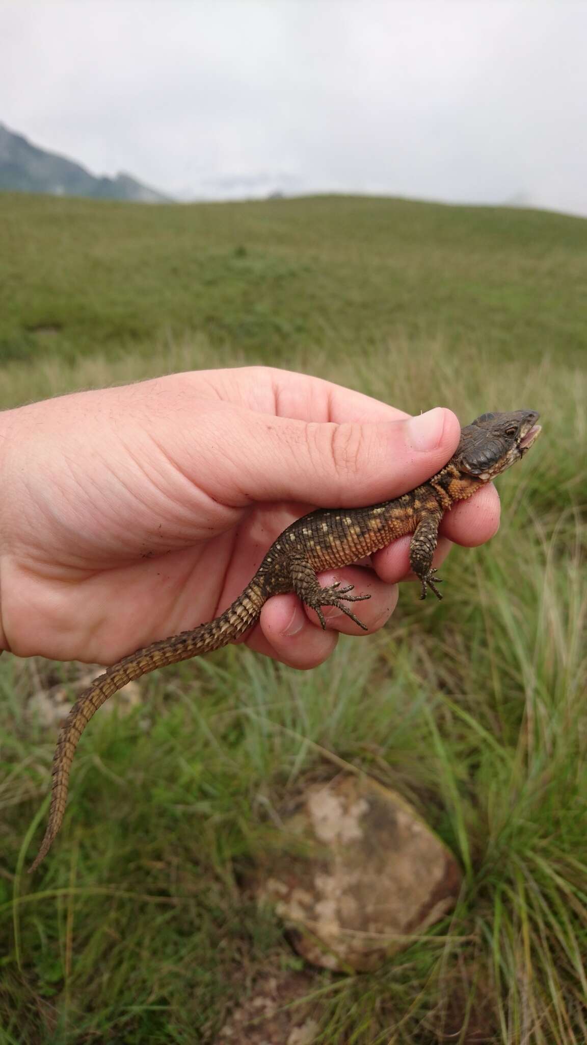 Image de Lézard à ceinture épineuse