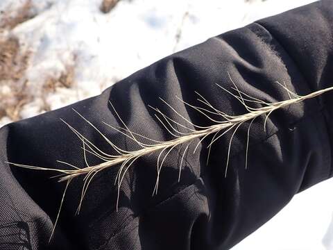 Слика од Elymus gmelinii (Trin.) Tzvelev