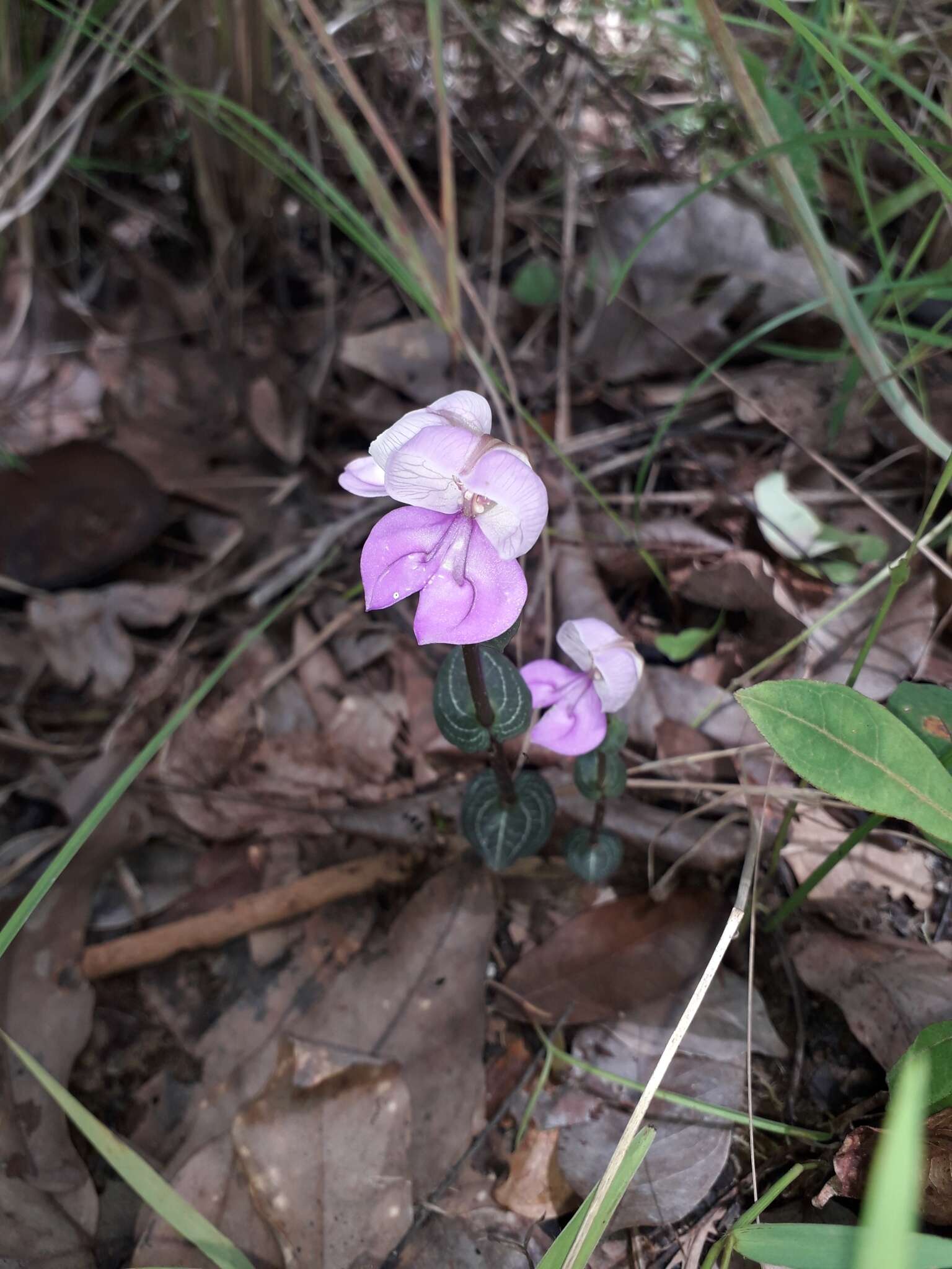 Image of Disperis katangensis Summerh.