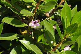 صورة Bontia bontioides (A. Gray) L. V. Aver'yanov