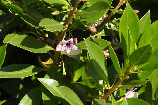 Sivun Bontia bontioides (A. Gray) L. V. Aver'yanov kuva