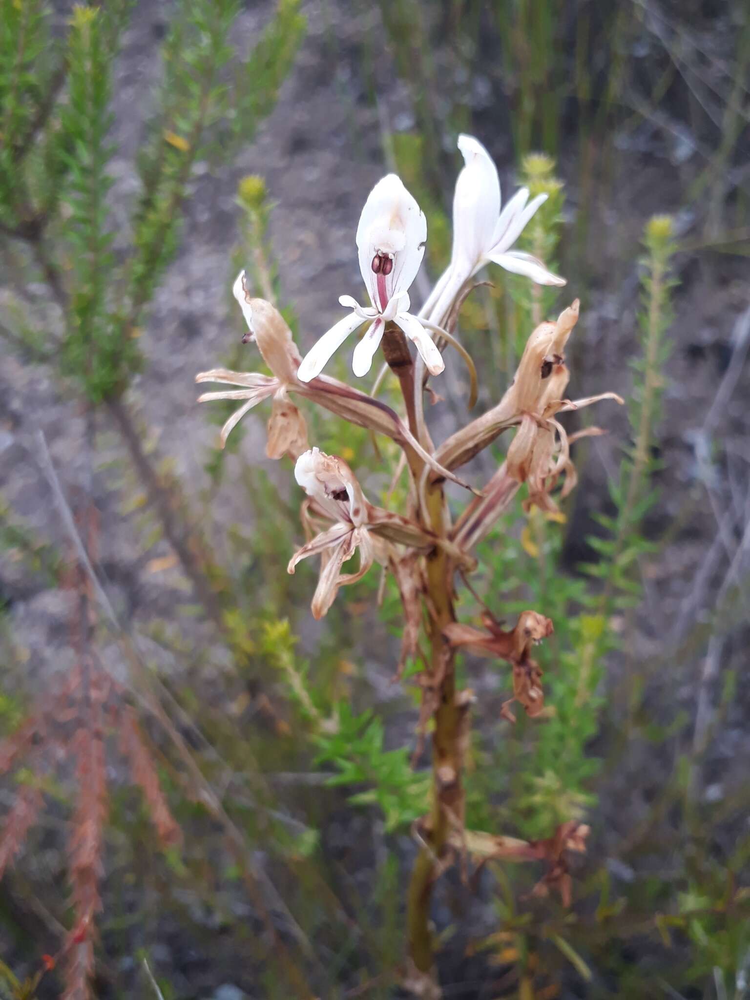 Image of Satyrium longicolle Lindl.