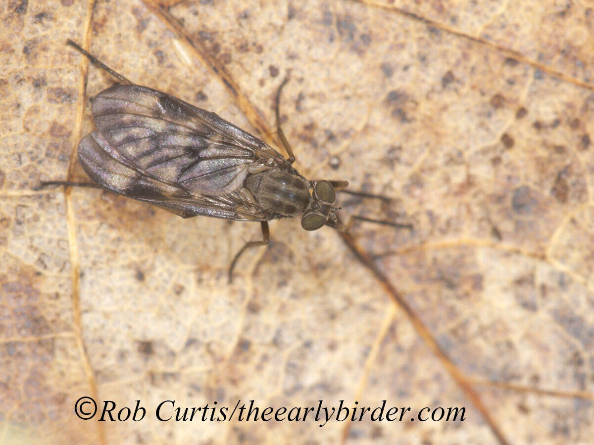 Image of Lesser Variegated Snipe Fly