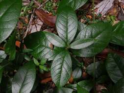 Image of Mandevilla pubescens (Willd. ex Roem. & Schult.) J. F. Morales