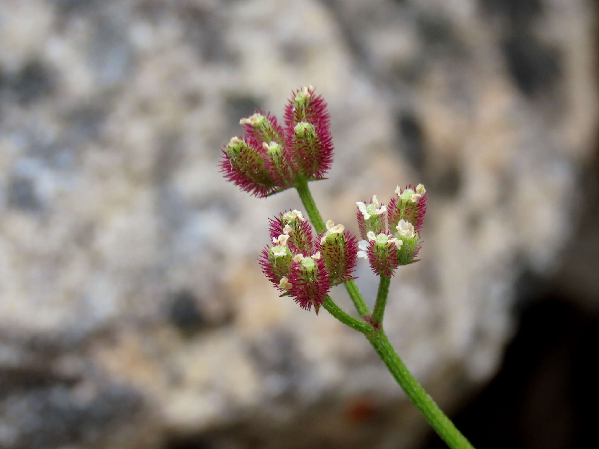 Image of spreading hedgeparsley