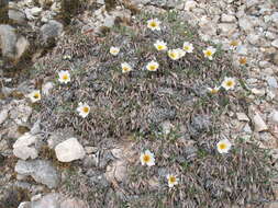 Imagem de Dryas octopetala subsp. punctata (Juz.) Hult.