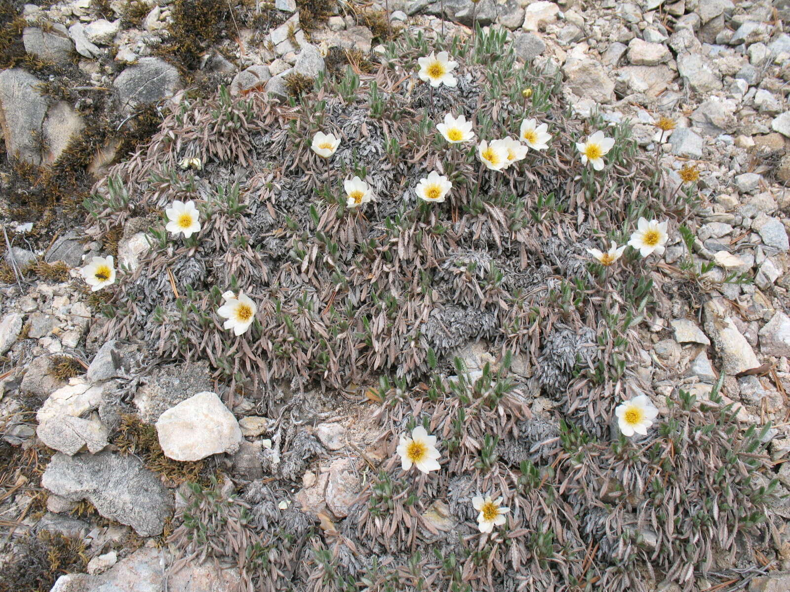 Image of eightpetal mountain-avens