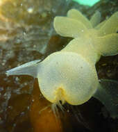 Image of Hooded sea slug