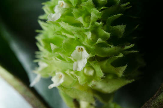 Image of Achyrospermum oblongifolium Baker