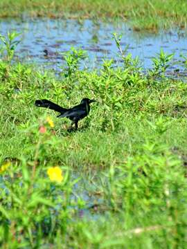 Image of Nicaraguan Grackle