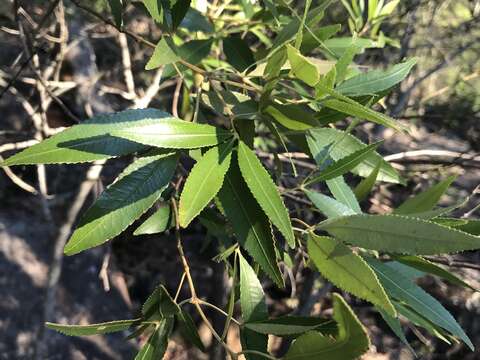 Image of Ceratopetalum gummiferum Sm.