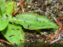 Image of Pinguicula vallis-regiae F. Conti & Peruzzi