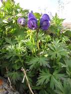 Imagem de <i>Aconitum paskoi</i>