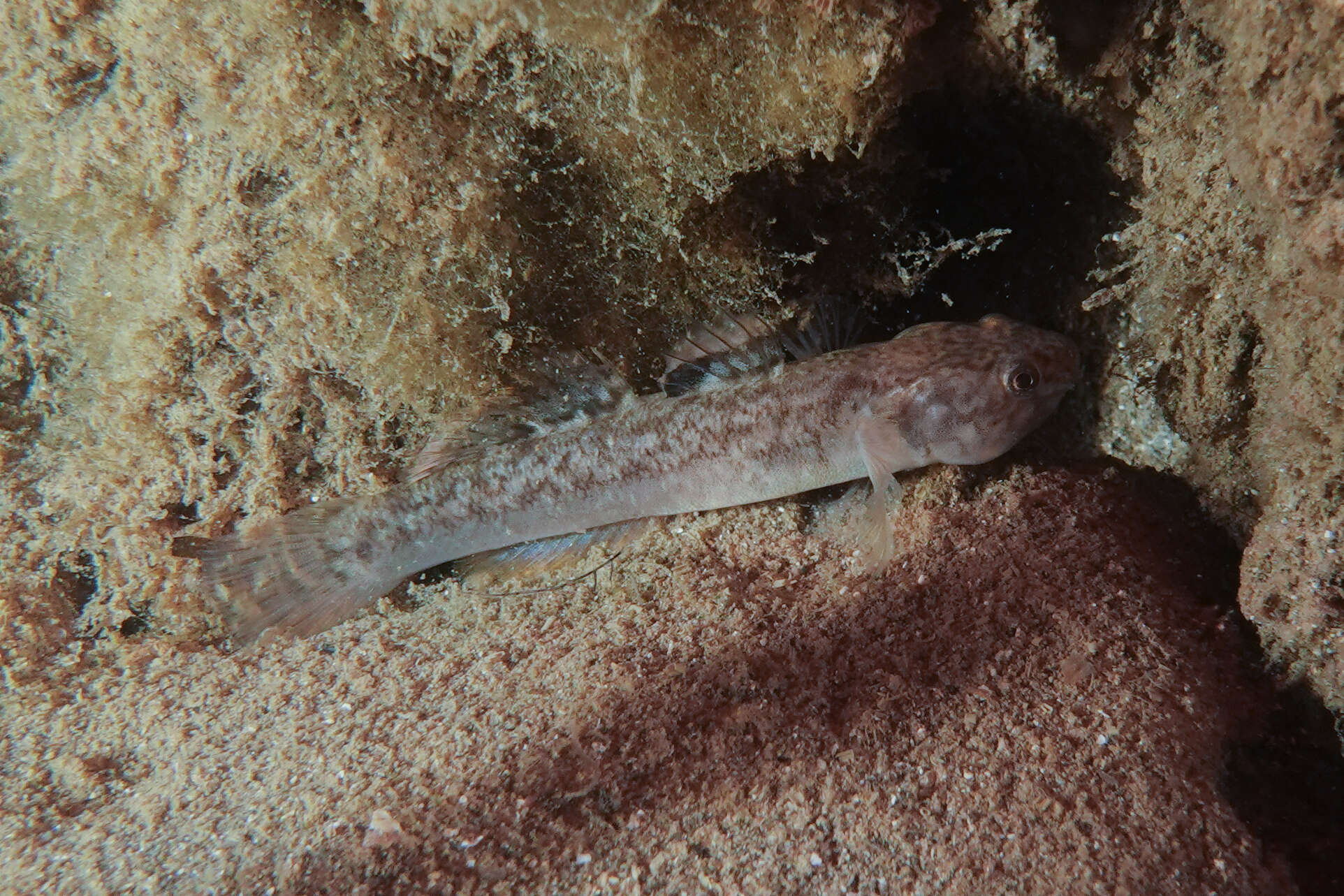 Image of Flat-backed goby