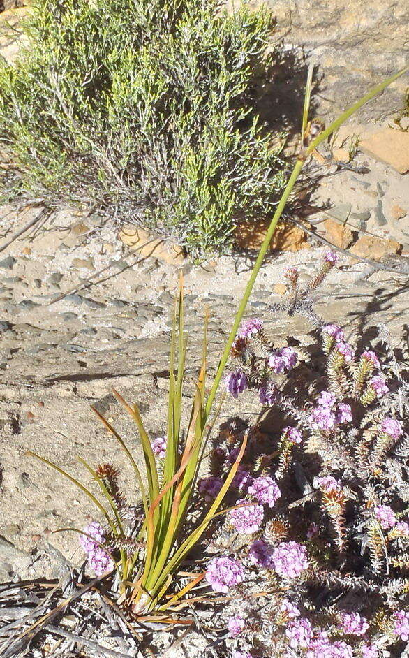 Image of Ficinia petrophylla T. H. Arnold & Gordon-Gray