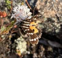 Imagem de Hecatesia thyridion Feisthamel 1839