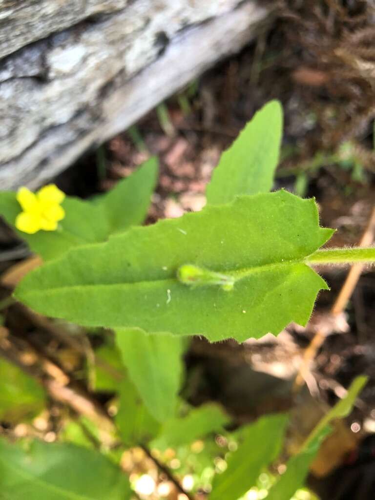 Image of Goodenia heterophylla subsp. teucriifolia (F. Müll.) R. Carolin