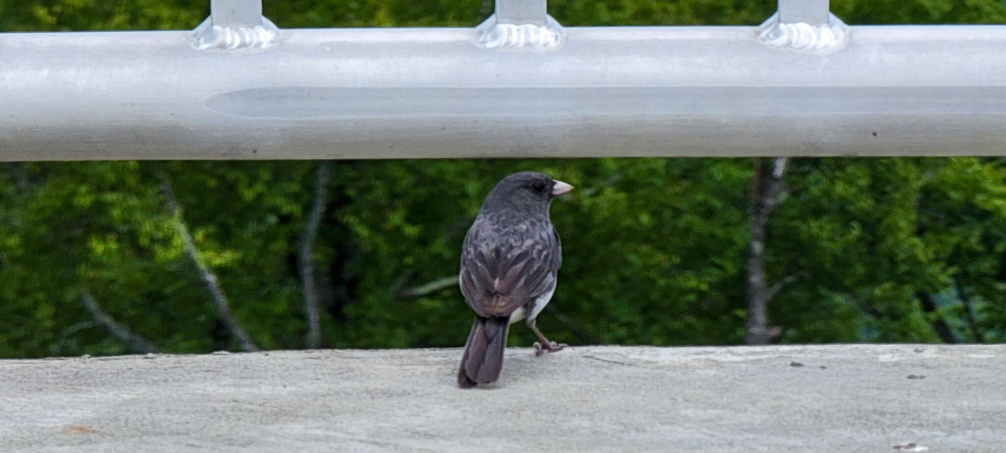 Image of Junco hyemalis carolinensis Brewster 1886