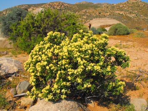 Image de Pteronia divaricata (Berg.) Less.