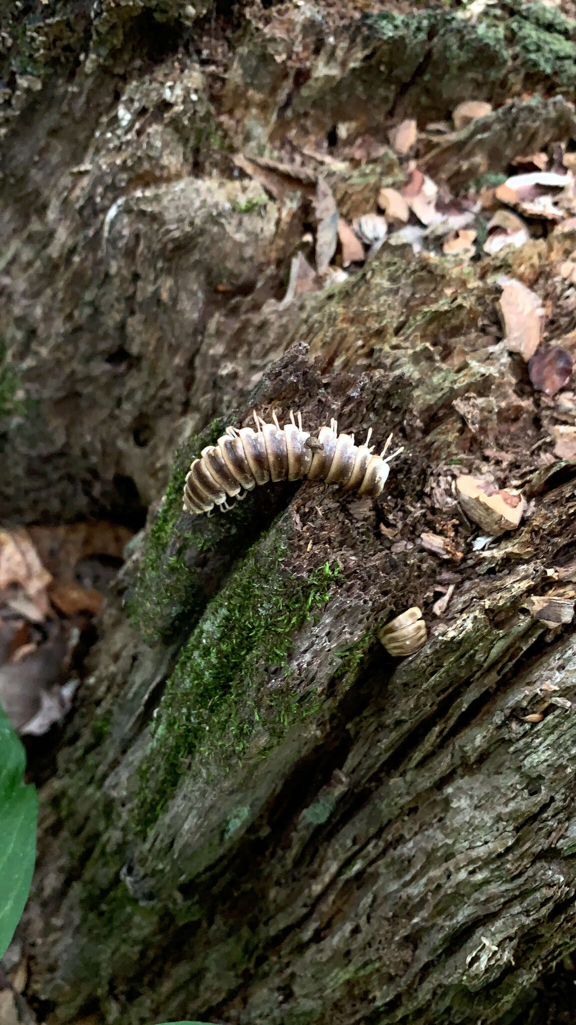 Слика од <i>Arthrophaga myriapodina</i>