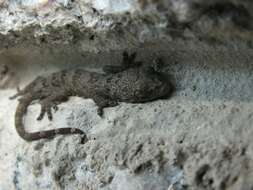 Image of Gray's Chinese Gecko