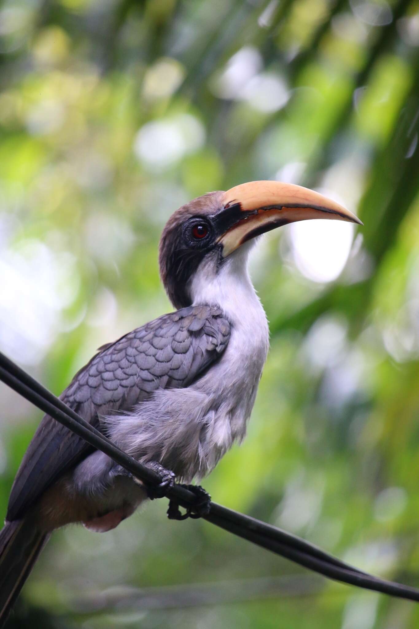 Image of Ceylon Grey-Hornbill