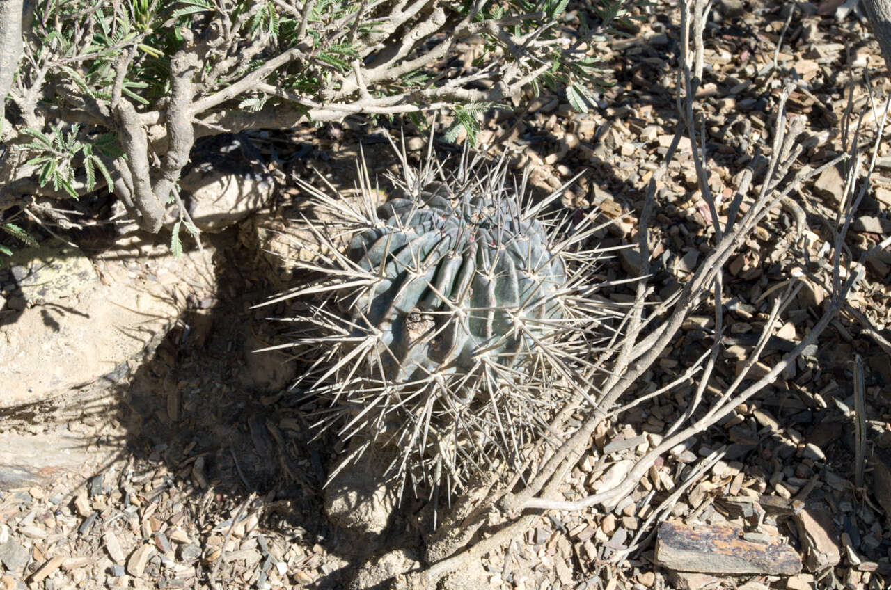 Image of Echinopsis lateritia Gürke