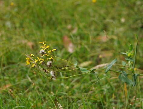 Image of Senecio velleioides A. Cunn. ex DC.