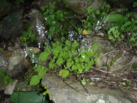 Image of Plectranthus grallatus Briq.