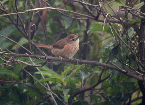 Image of Spot-breasted Thornbird