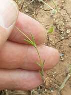 Image of Silene muscipula subsp. muscipula