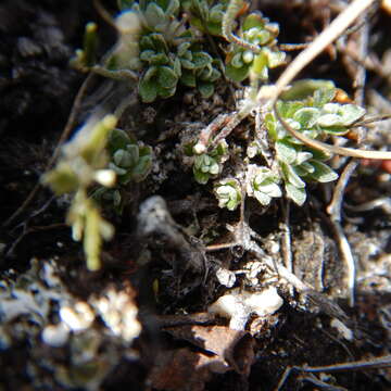 Image of yellow arctic draba