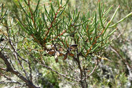 Image of Hakea microcarpa R. Br.